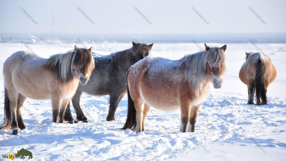 اسب یاکوتی؛ اسبی با موی ۸ سانتیمتری که در دمای منفی ۵۷ درجه زنده میماند و با ارواح در ارتباط است اسب یاکوتی؛ اسبی با موی ۸ سانتیمتری که در دمای منفی ۵۷ درجه زنده میماند و با ارواح در ارتباط است