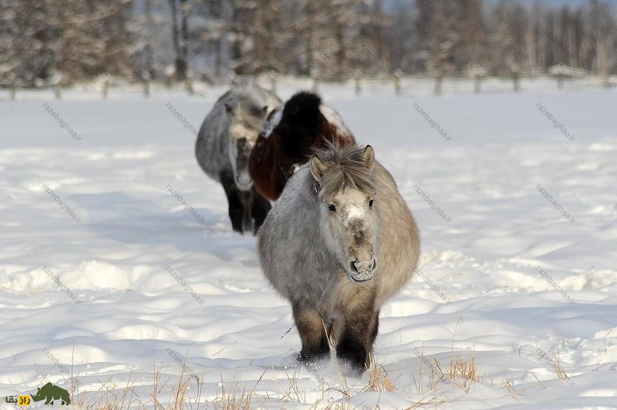 اسب یاکوتی؛ اسبی با موی ۸ سانتیمتری که در دمای منفی ۵۷ درجه زنده میماند و با ارواح در ارتباط است اسب یاکوتی؛ اسبی با موی ۸ سانتیمتری که در دمای منفی ۵۷ درجه زنده میماند و با ارواح در ارتباط است