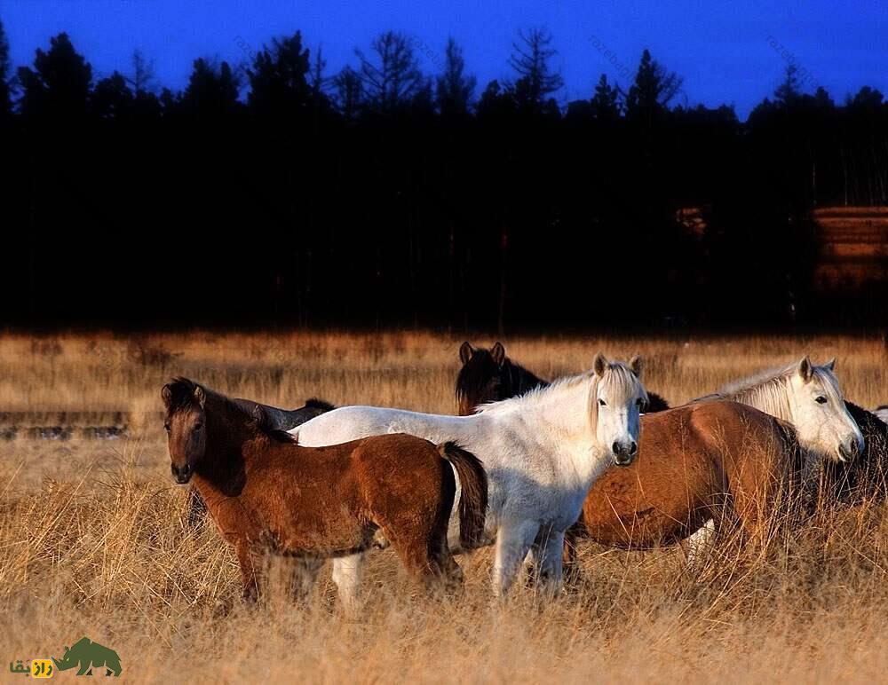 اسب یاکوتی؛ اسبی با موی ۸ سانتیمتری که در دمای منفی ۵۷ درجه زنده میماند و با ارواح در ارتباط است گله اسب یاکوتی در گرما
