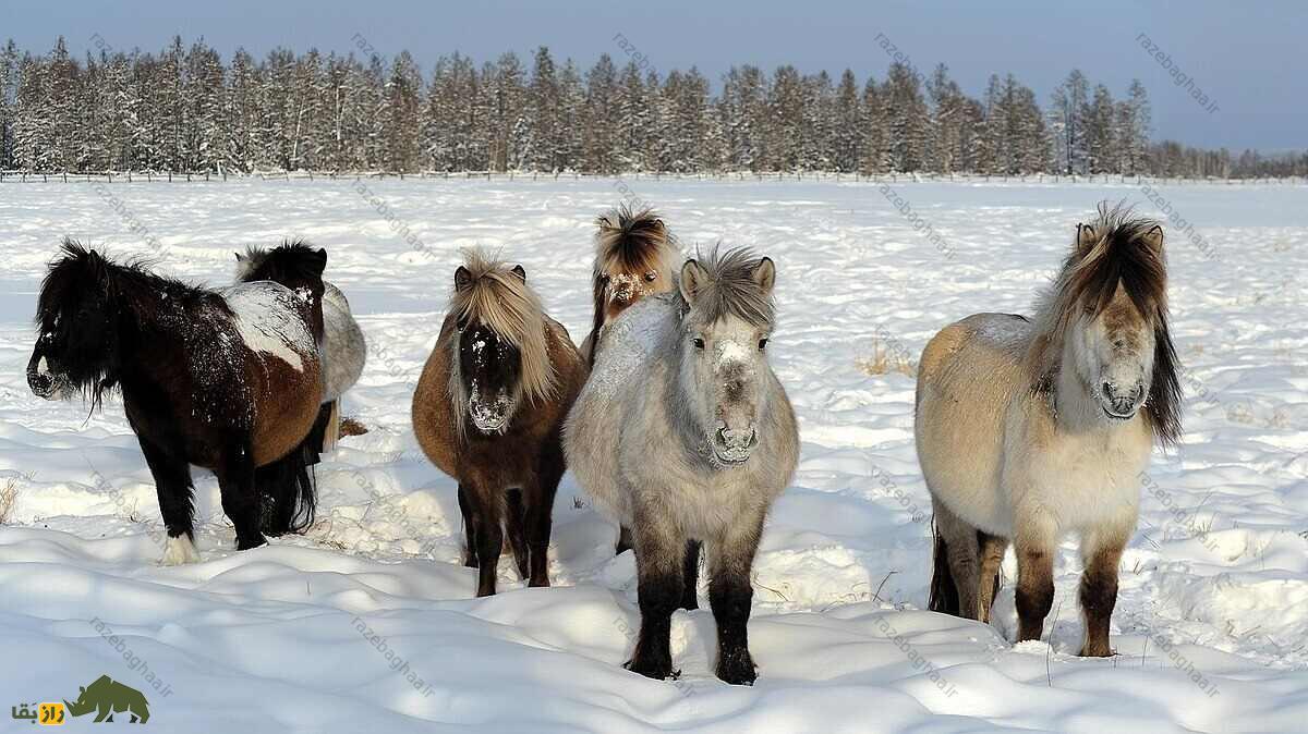 اسب یاکوتی؛ اسبی با موی ۸ سانتیمتری که در دمای منفی ۵۷ درجه زنده میماند و با ارواح در ارتباط است گله اسب یاکوتی