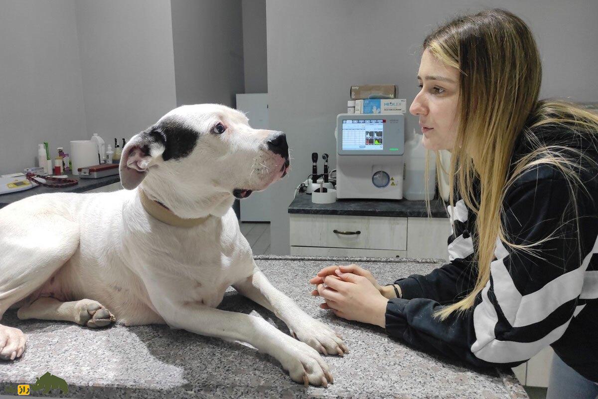 حافظه سگ‌ها چقدر است؛ آیا سگ‌ها صاحبان قبلی خود را به خاطر می‌آورند؟