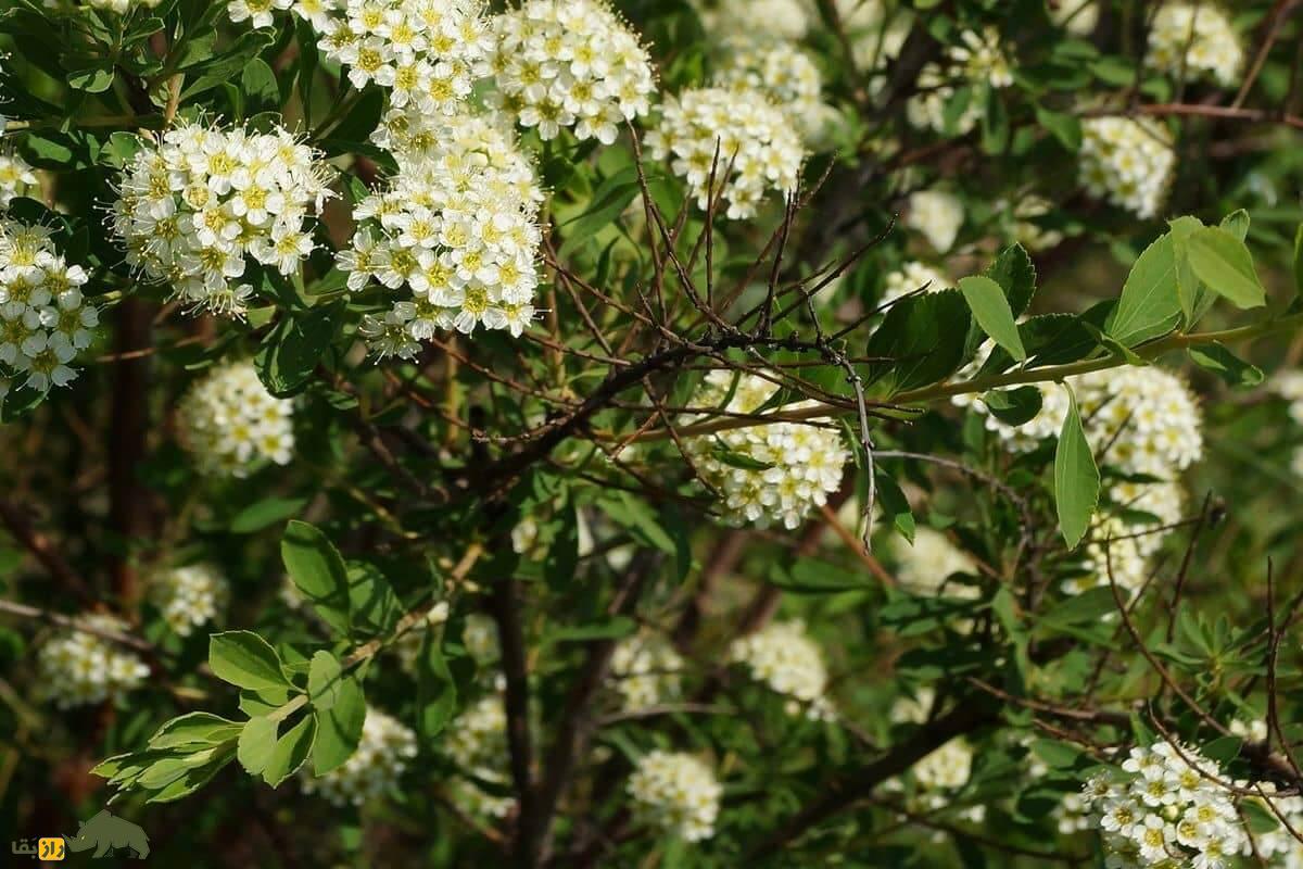 خواص شگفت‌انگیز گیاه اسپیره با گل های سفید