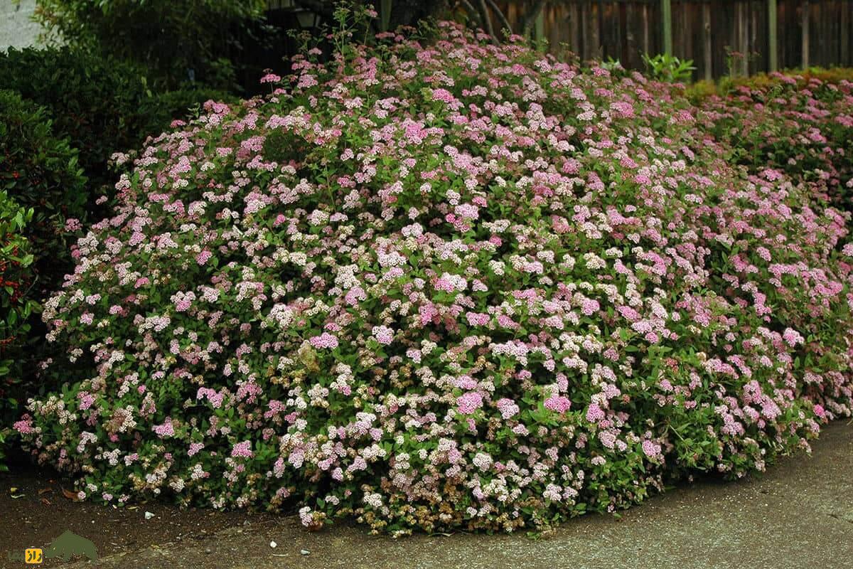 خواص شگفت‌انگیز گیاه اسپیره با گل های صورتی