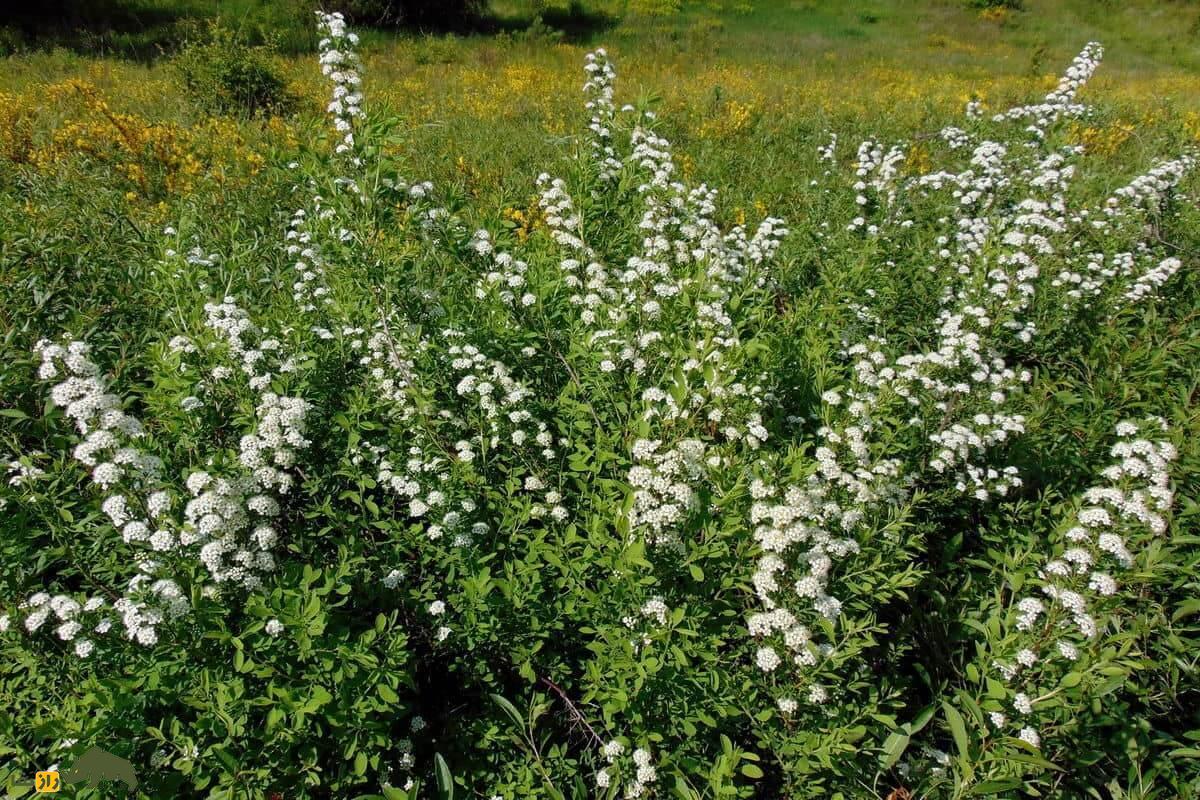 خواص شگفت‌انگیز گیاه اسپیره با گل های سفید