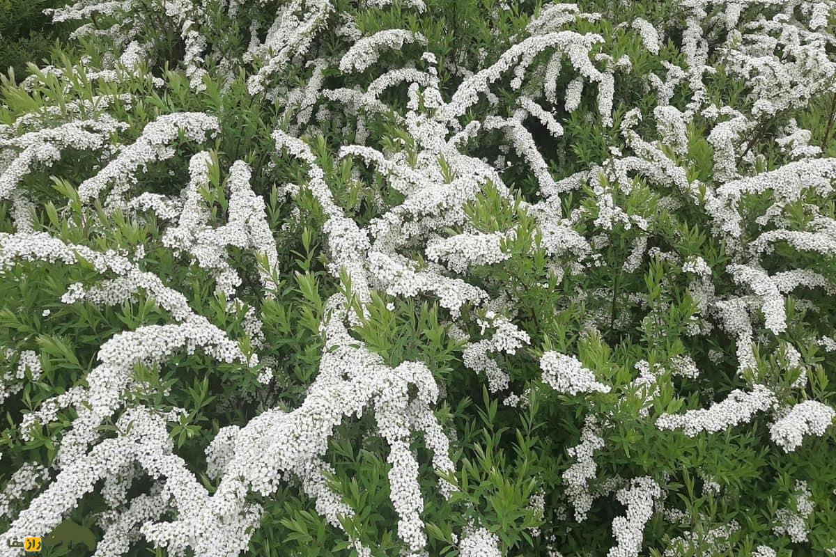 خواص شگفت‌انگیز گیاه اسپیره: از درمان التهاب تا مقابله با سرطان!