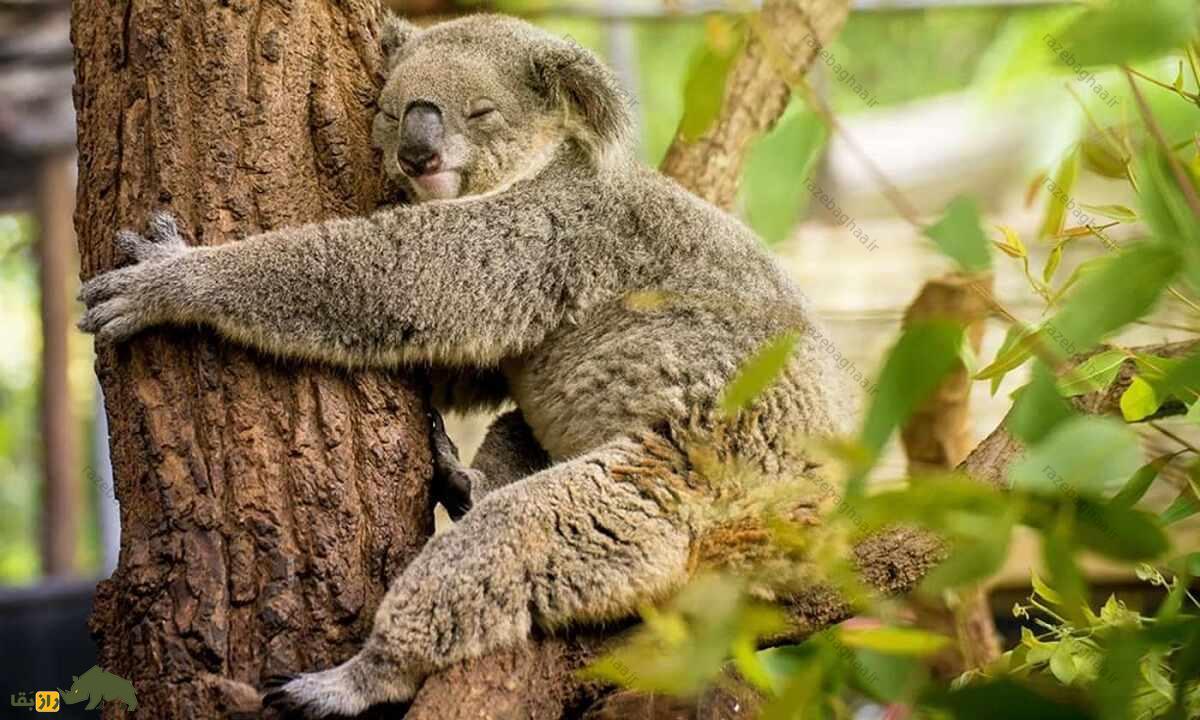 چرا «کوالا» فقط غذای تلخ و سمی میخورد؟ چرا «کوالا» فقط غذای تلخ و سمی میخورد؟