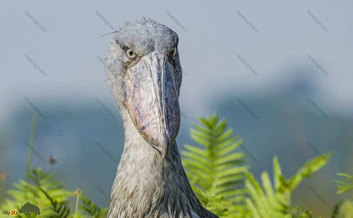 شوبیل؛ پرنده معروف به «دایناسور تالاب‌ها» که مانند مسلسل تیراندازی می‌کند