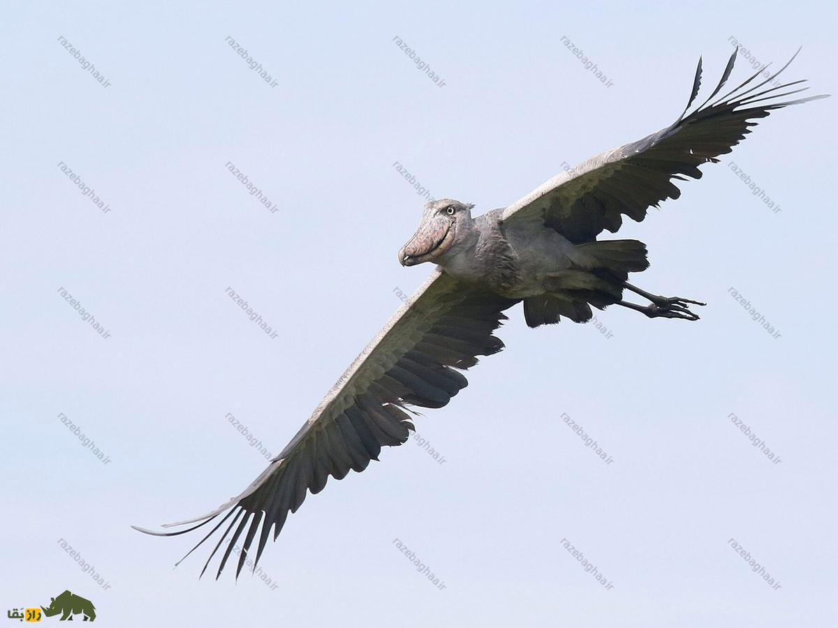 شوبیل در حال پرواز