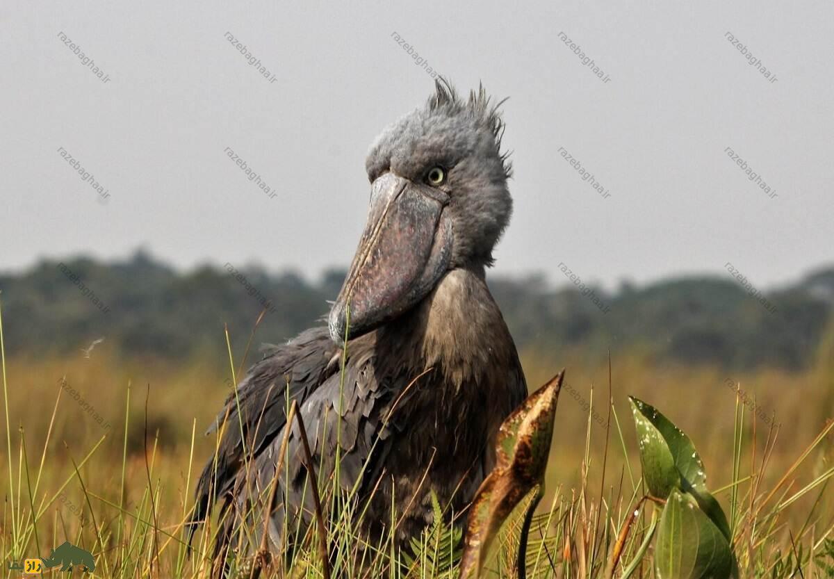 شوبیل از نمای روبرو