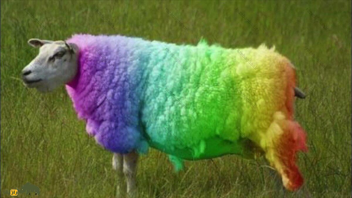 یک گوسفند بلتکس با پشم رنگین کمانی