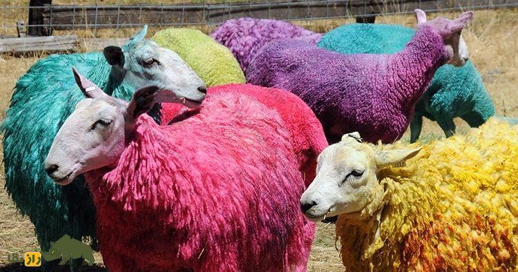 پدیده عجیب دنیای گوسفندها؛ چرا پشم گوسفندان رنگین‌کمانی می‌شود؟