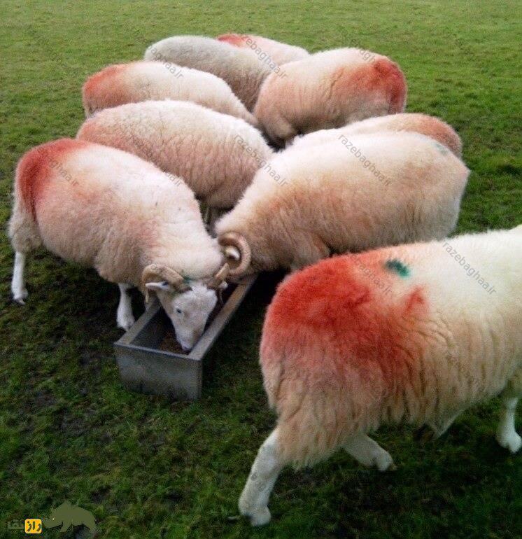 پدیده عجیب دنیای گوسفندها؛ چرا پشم گوسفندان رنگین‌کمانی می‌شود؟
