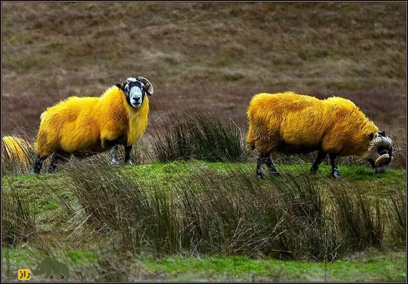 گوسفندانی با پشم طلایی رنگ