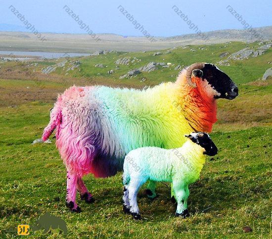 پدیده عجیب دنیای گوسفندها؛ چرا پشم گوسفندان رنگین‌کمانی می‌شود؟