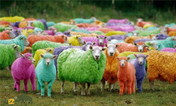 گله گوسفند رنگین کمانی