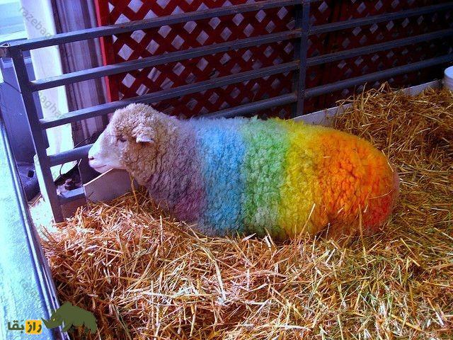 یک گوسفند با پشم رنگین‌کمانی در طویله