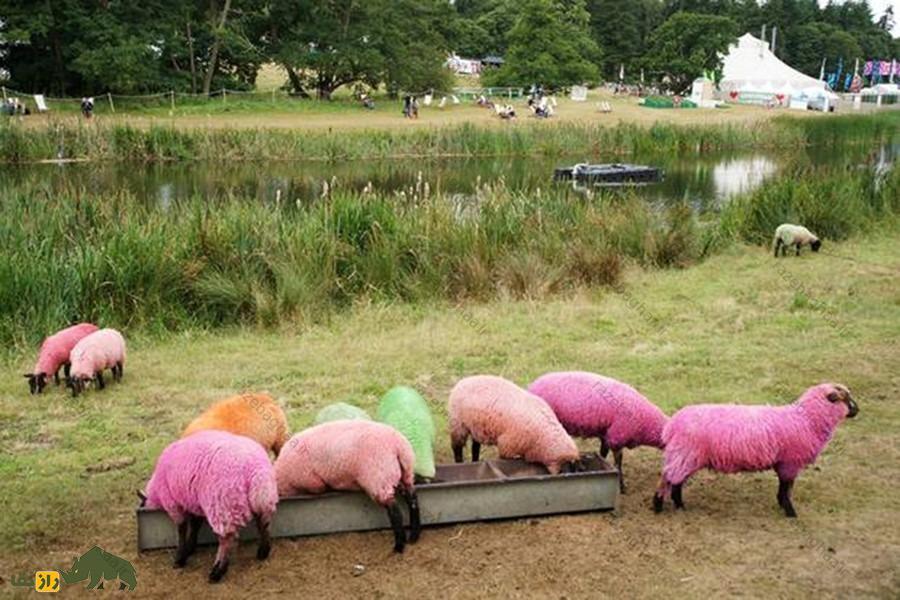 گله گوسفند با پشم قرمز و سبز