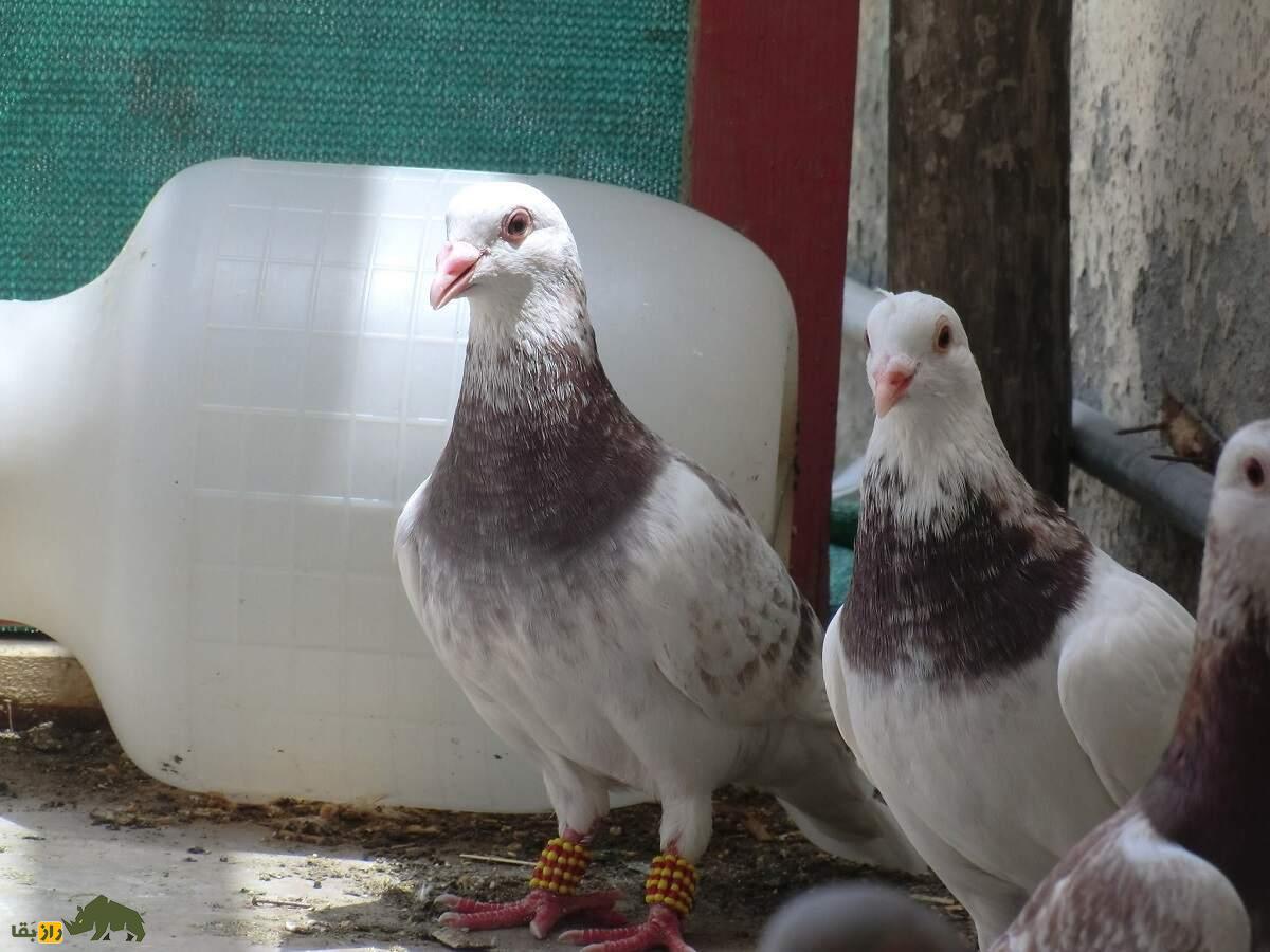 کبوتر پیشاوری؛ کبوتر پاکستانی که حامل روح اجداد است و از دنیای پس از مرگ خبر می‌دهد