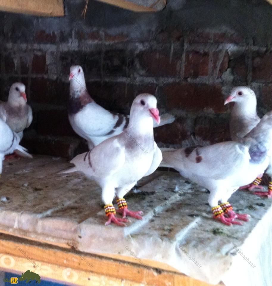 تعدادی کبوتر پیشاوری