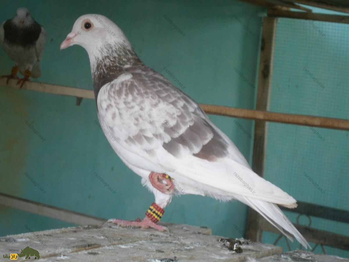 کبوتر پیشاوری ایستاده روی یک پا
