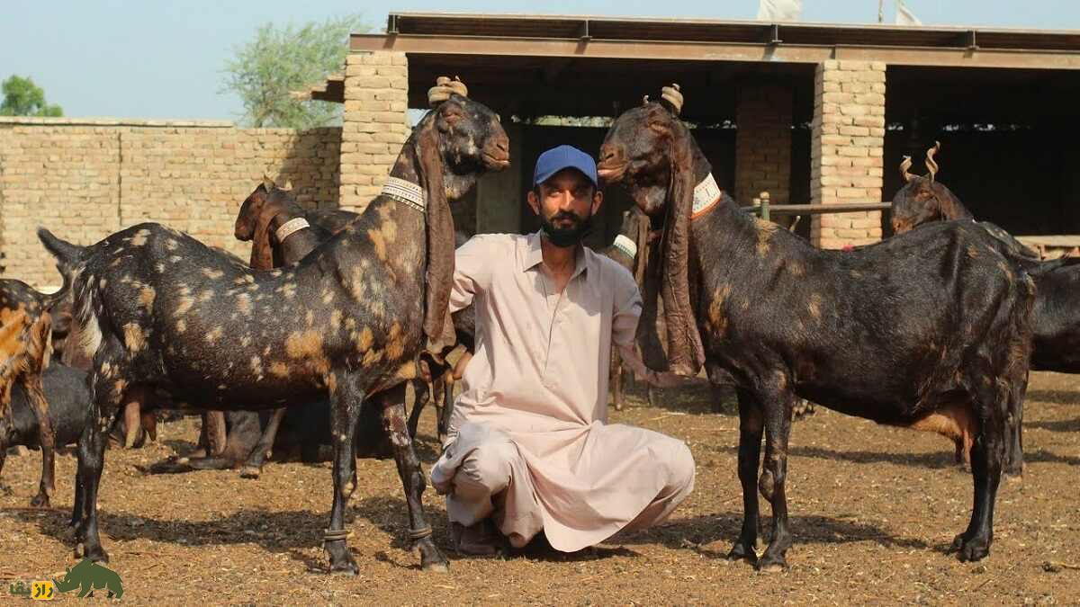 بز کاموری؛ مشهورترین بز پاکستان که سمبل شانس و ثروت است و صاحبش را خودش انتخاب میکند! دو بز کاموری پاکستانی در کنار صاحبشان
