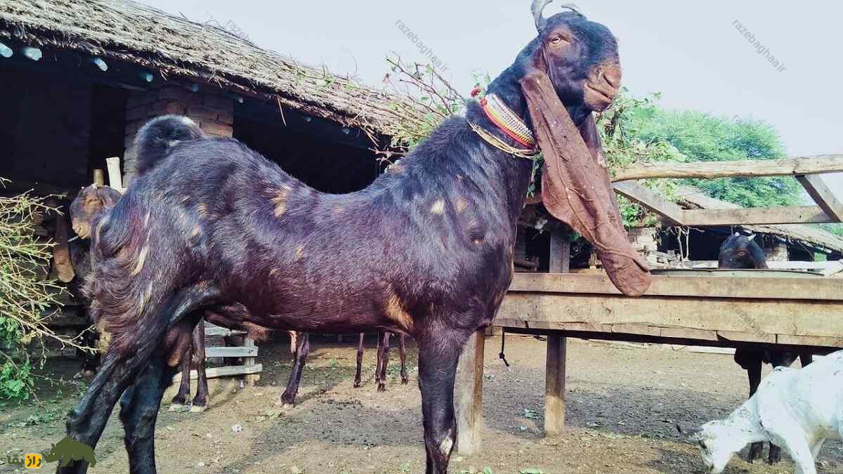 بز کاموری؛ بز پاکستانی که با پرندهها ارتباط میگیرد، پیامآور ثروت است و صاحبش را خودش انتخاب میکند بز کاموری؛ بز پاکستانی که با پرندهها ارتباط میگیرد، پیامآور ثروت است و صاحبش را خودش انتخاب میکند