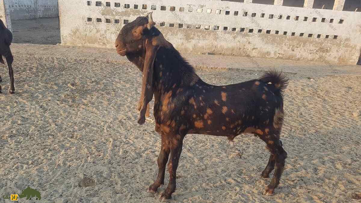 بز کاموری؛ بز پاکستانی که با پرندهها ارتباط میگیرد، پیامآور ثروت است و صاحبش را خودش انتخاب میکند بز کاموری؛ بز پاکستانی که با پرندهها ارتباط میگیرد، پیامآور ثروت است و صاحبش را خودش انتخاب میکند