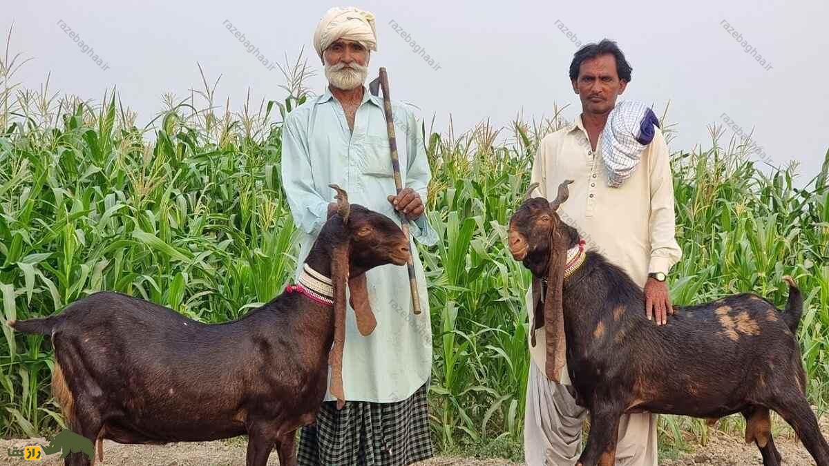 بز کاموری؛ بز پاکستانی که با پرندهها ارتباط میگیرد، پیامآور ثروت است و صاحبش را خودش انتخاب میکند دو بز کاموری پاکستانی