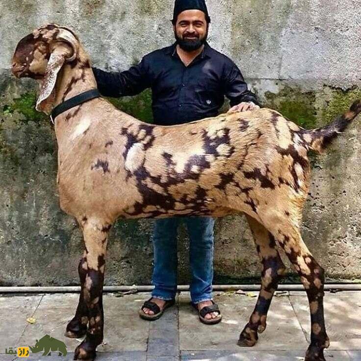 بز کاموری؛ بز پاکستانی که با پرندهها ارتباط میگیرد، پیامآور ثروت است و صاحبش را خودش انتخاب میکند بز کاموری؛ بز پاکستانی که با پرندهها ارتباط میگیرد، پیامآور ثروت است و صاحبش را خودش انتخاب میکند