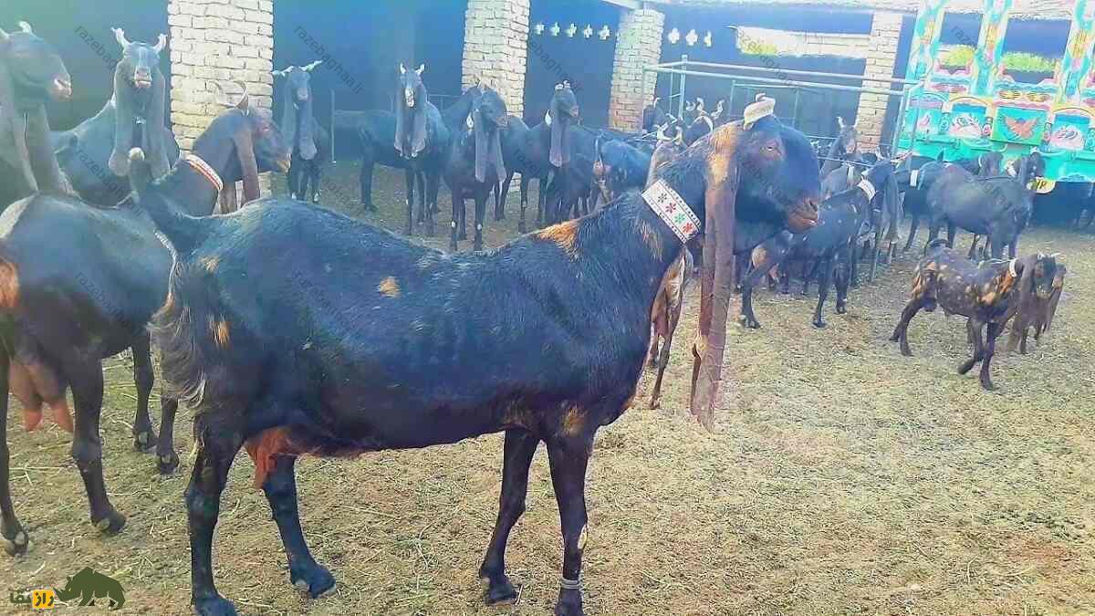 بز کاموری؛ بز پاکستانی که با پرندهها ارتباط میگیرد، پیامآور ثروت است و صاحبش را خودش انتخاب میکند بز کاموری؛ بز پاکستانی که با پرندهها ارتباط میگیرد، پیامآور ثروت است و صاحبش را خودش انتخاب میکند