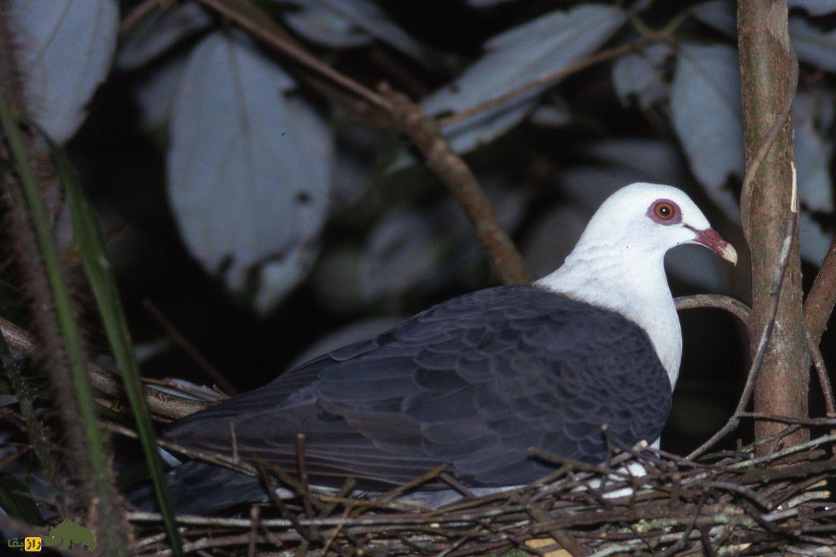 کبوتر سفیدسر در لانه