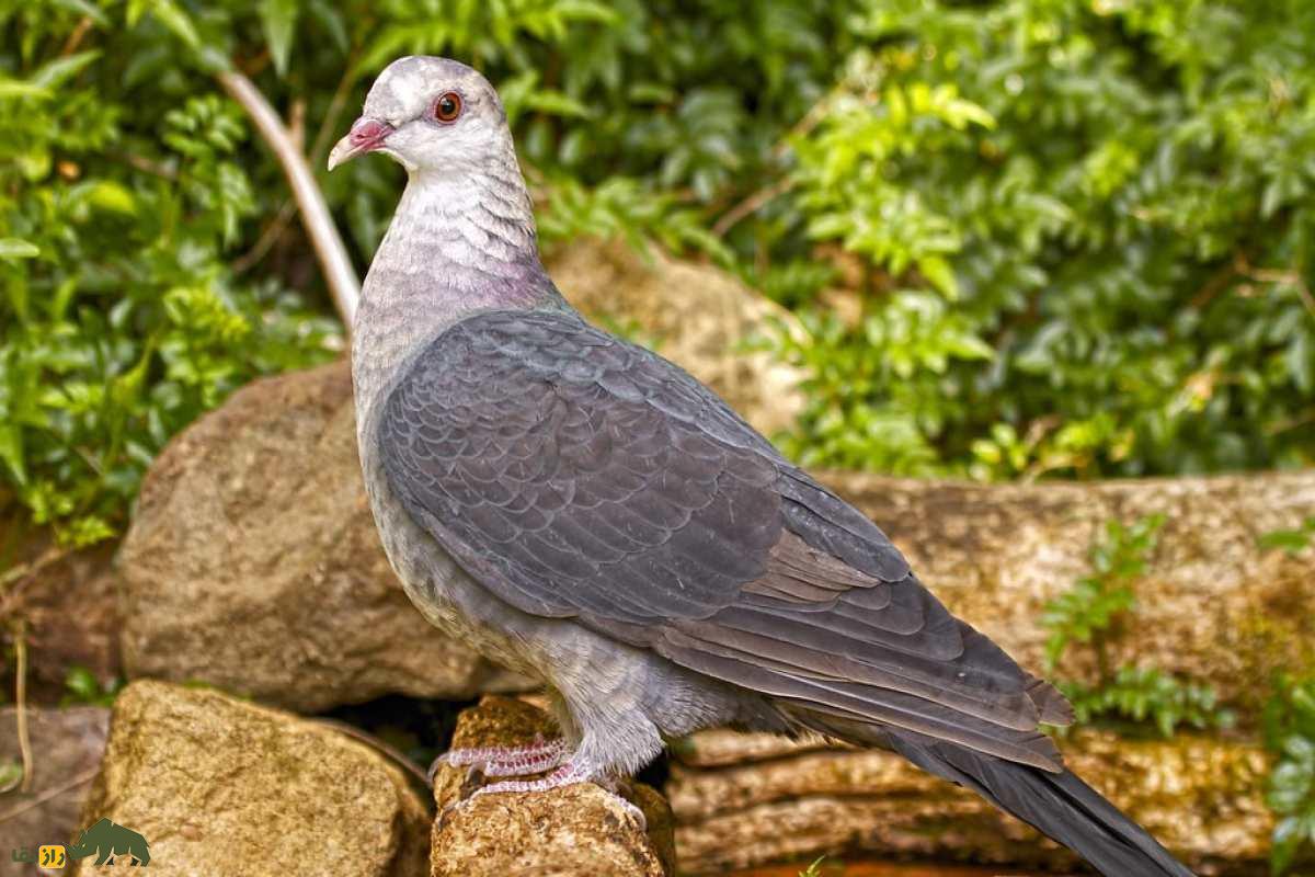 کبوتر سرسفید؛ پرنده‌ای منحصر به فرد شبیه به عقاب و صدای شگفت‌انگیز
