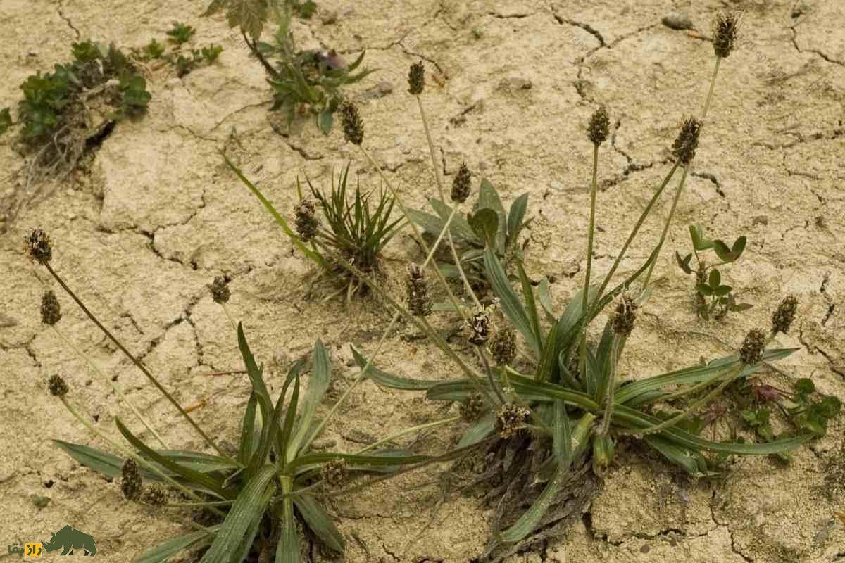 خواص شگفت‌انگیز گیاه اسفرزه یا بارهنگ تخم‌مرغی؛ از درمان یبوست تا تقویت قلب و دیابت