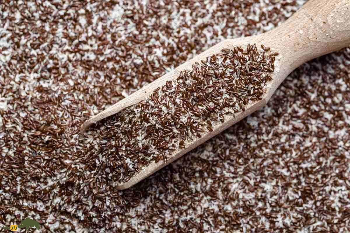 خواص شگفت‌انگیز گیاه اسفرزه یا بارهنگ تخم‌مرغی؛ از درمان یبوست تا تقویت قلب و دیابت