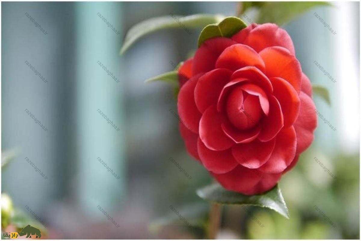 میدلمیست قرمز؛ کمیابترین و گرانترین گل جهان که راز جوانیاست میدلمیست قرمز؛ کمیابترین و گرانترین گل جهان که راز جوانیاست