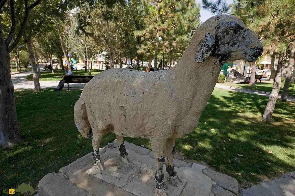 گوسفند کارامان؛ گوسفند ترک که ۱۰ کیلو دنبه دارد و آب شور مینوشد گوسفند کارامان؛ گوسفند ترک که ۱۰ کیلو دنبه دارد و آب شور مینوشد