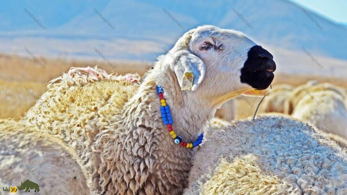 گوسفند کارامان؛ گوسفند ترک که ۱۰ کیلو دنبه دارد و آب شور مینوشد گوسفند کارامان؛ گوسفند ترک که ۱۰ کیلو دنبه دارد و آب شور مینوشد
