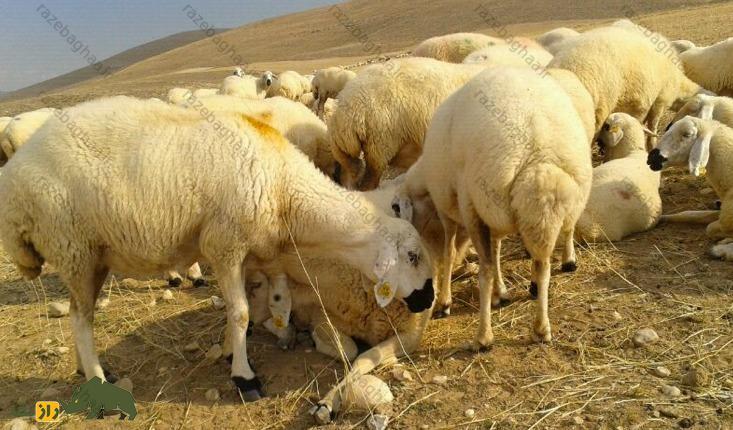 گوسفند کارامان؛ گوسفند ترک که ۱۰ کیلو دنبه دارد و آب شور مینوشد گوسفند کارامان با دنبه سنگین