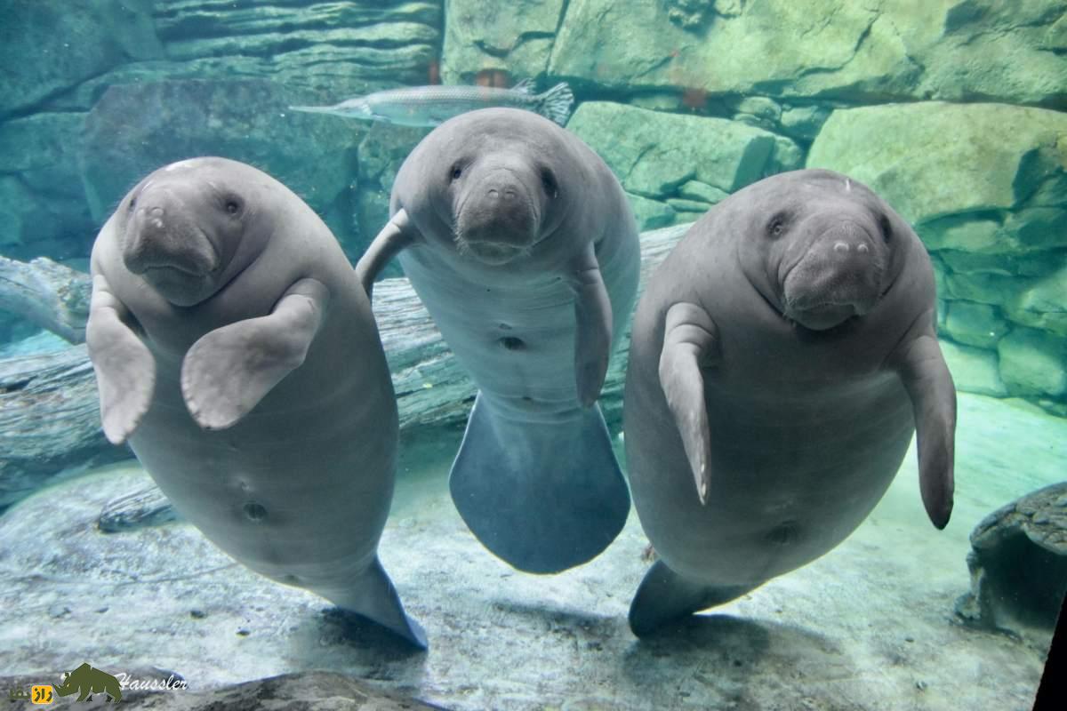 گاوهای دریایی: مهربانترین موجودات روی زمین که با پری دریایی اشتباه گرفته میشوند. گاوهای دریایی: مهربانترین موجودات روی زمین که با پری دریایی اشتباه گرفته میشوند.