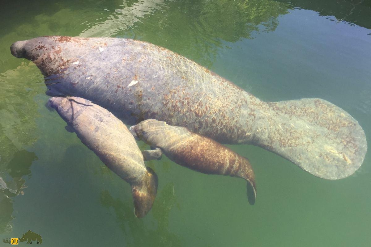 گاوهای دریایی: مهربانترین موجودات روی زمین که با پری دریایی اشتباه گرفته میشوند. گاوهای دریایی: مهربانترین موجودات روی زمین که با پری دریایی اشتباه گرفته میشوند.