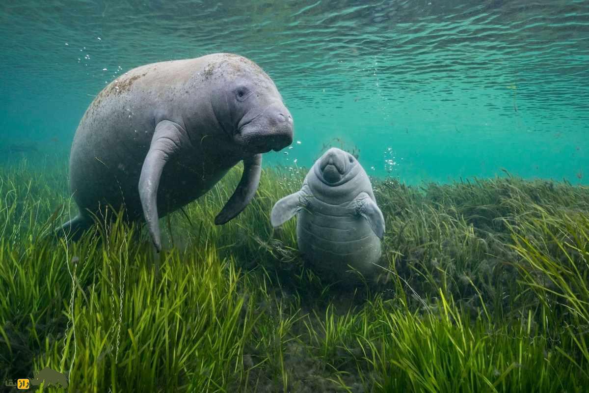 گاوهای دریایی: مهربانترین موجودات روی زمین که با پری دریایی اشتباه گرفته میشوند. گاوهای دریایی: مهربانترین موجودات روی زمین که با پری دریایی اشتباه گرفته میشوند.