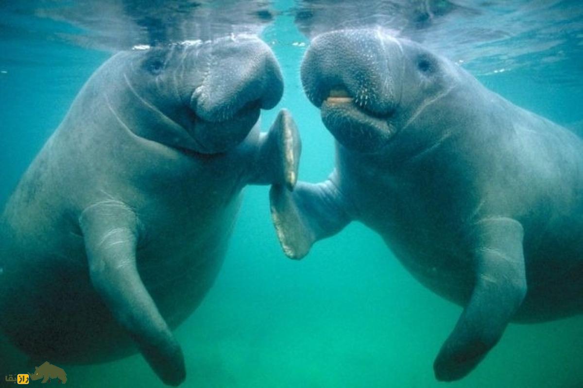 گاوهای دریایی: مهربانترین موجودات روی زمین که با پری دریایی اشتباه گرفته میشوند. گاوهای دریایی: مهربانترین موجودات روی زمین که با پری دریایی اشتباه گرفته میشوند.