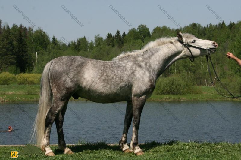 اسب لوکای؛ اسب معروف به «بز کوهستان» که استاد بزرگ حرکت در زمینهای ناهموار است اسب لوکای؛ اسب معروف به «بز کوهستان» که استاد بزرگ حرکت در زمینهای ناهموار است