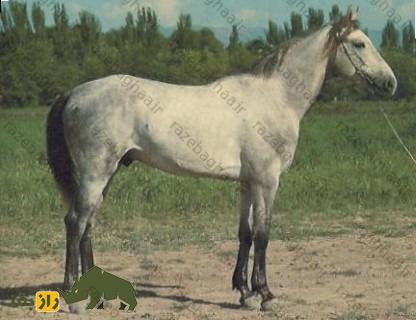 اسب لوکای؛ اسب معروف به «بز کوهستان» که استاد بزرگ حرکت در زمینهای ناهموار است اسب لوکای؛ اسب معروف به «بز کوهستان» که استاد بزرگ حرکت در زمینهای ناهموار است