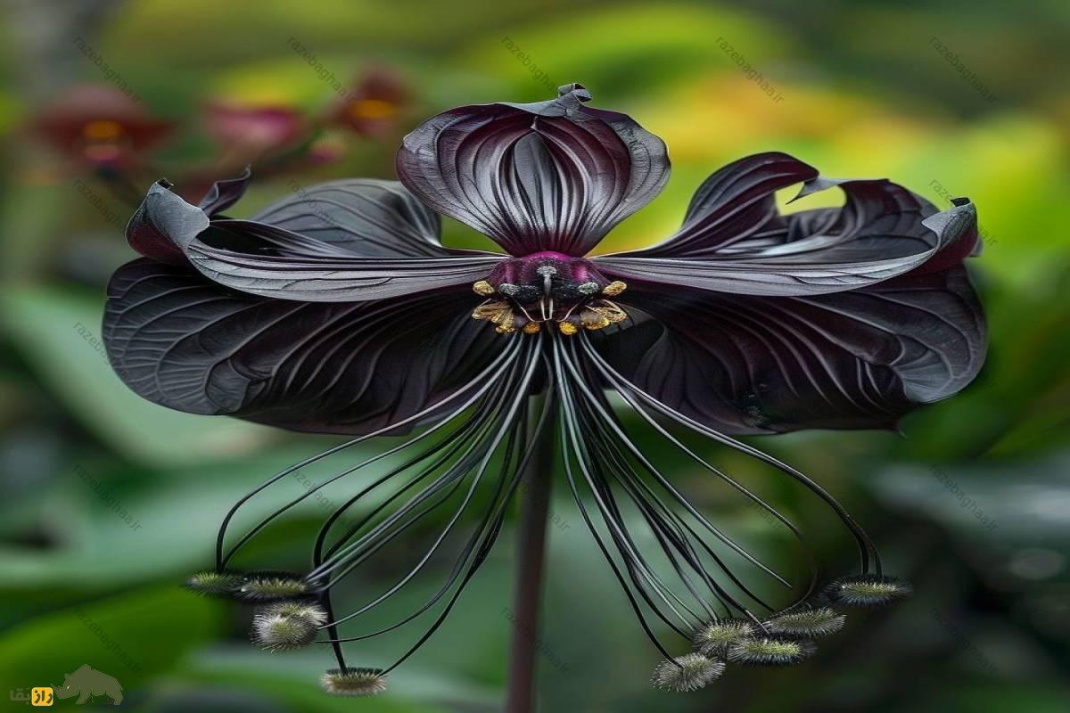 گل شیطان یا خفاش سیاه؛ ترسناک‌ترین گیاه دنیا که در درمان سرطان کاربرد دارد