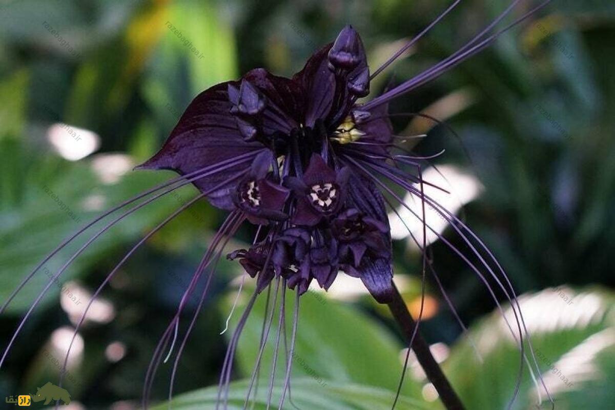 گل شیطان یا خفاش سیاه؛ ترسناک‌ترین گیاه دنیا که در درمان سرطان کاربرد دارد