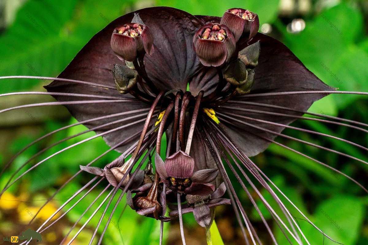 گل شیطان یا خفاش سیاه؛ ترسناک‌ترین گیاه دنیا که در درمان سرطان کاربرد دارد