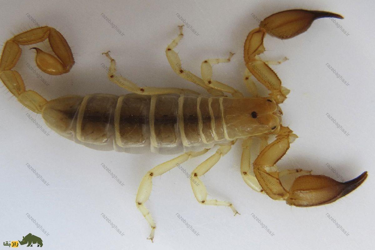 عقرب همیسکرپیوس قشقایی؛ خطرناک‌ترین عقرب دنیا با زهری مشابه مار افعی که در ایران است!