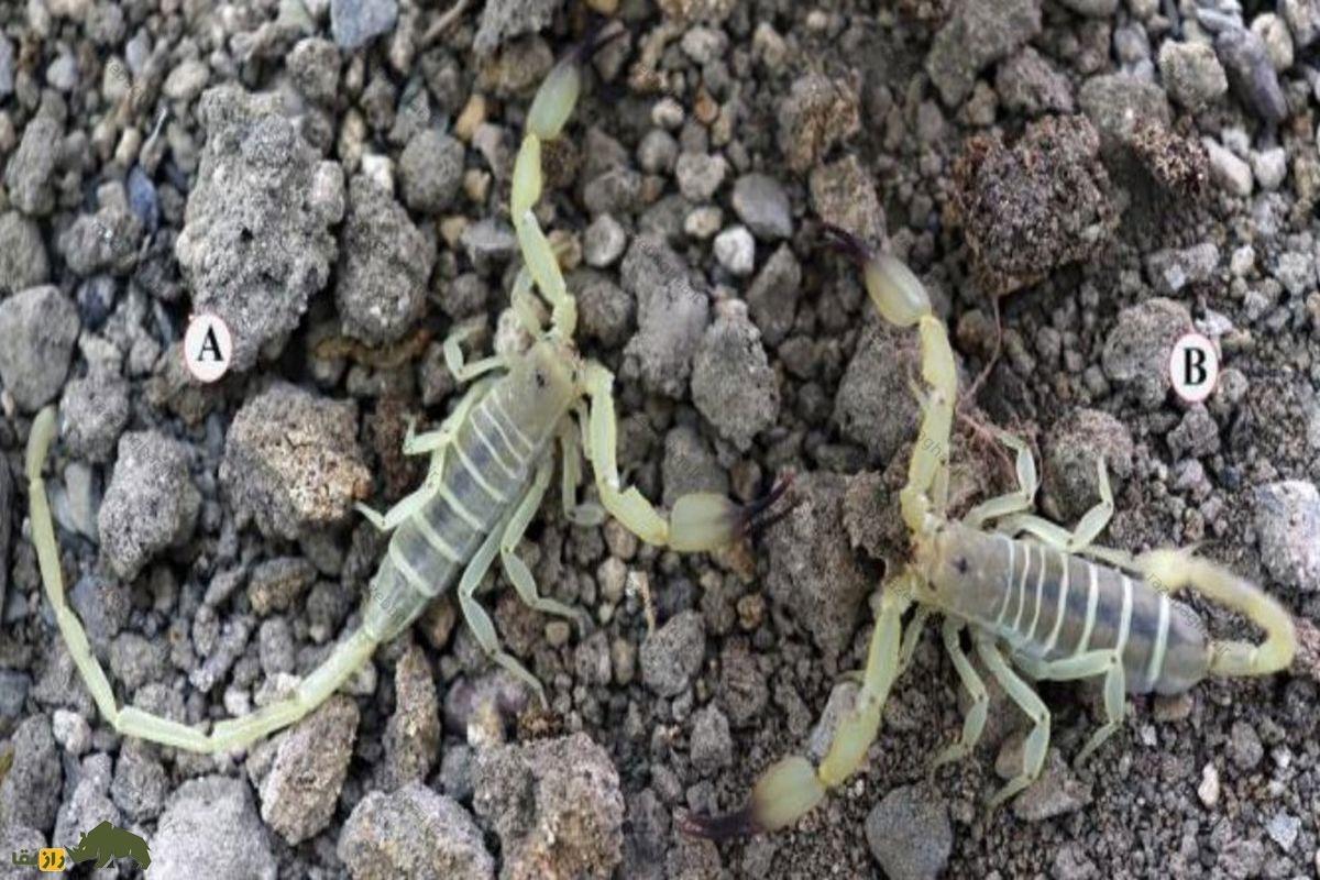 عقرب همیسکرپیوس قشقایی؛ خطرناک‌ترین عقرب دنیا با زهری مشابه مار افعی که در ایران است!