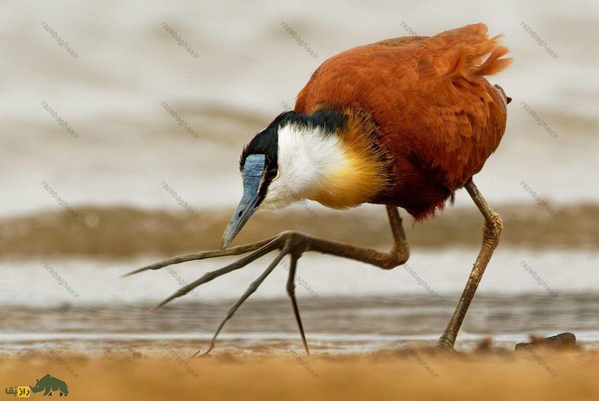 برکهنورد آفریقایی؛ پرنده معروف به «پرنده عیسی» که روی آب راه میرود و بلندترین انگشتان دنیا را دارد برکهنورد آفریقایی؛ پرنده معروف به «پرنده عیسی» که روی آب راه میرود و بلندترین انگشتان دنیا را دارد